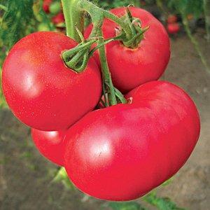 Quais são as variedades padrão de tomate e quais delas são consideradas as melhores entre os jardineiros