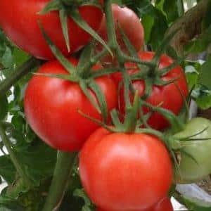 Quelles sont les variétés standards de tomates et lesquelles d'entre elles sont considérées comme les meilleures parmi les jardiniers