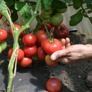 יתרונות וחסרונות של עגבניות קטיה