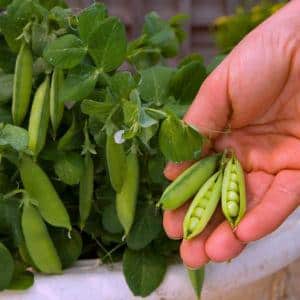 Instruções para jardineiros iniciantes: como plantar ervilhas corretamente para obter uma colheita rica