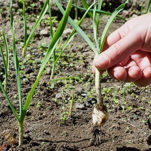 Wir untersuchen das Problem gründlich: Knoblauch wird im Frühling gelb – was tun und wie man es verhindern kann