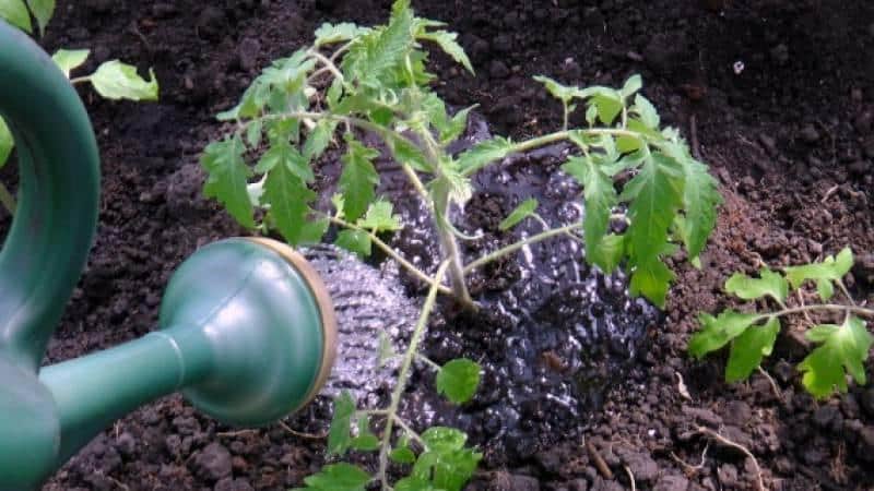 How often to water tomatoes in hot weather to get a good harvest?