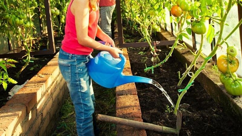 How often to water tomatoes in hot weather to get a good harvest?