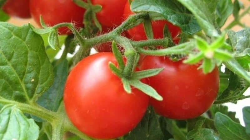 How often to water tomatoes in hot weather to get a good harvest?