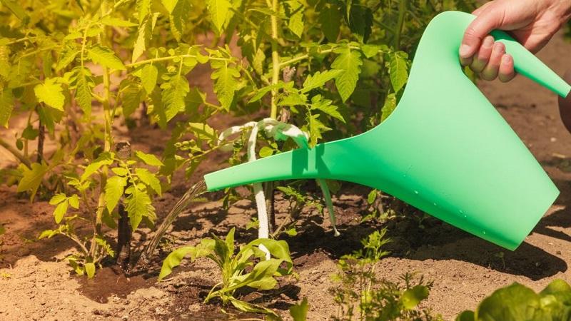 How often to water tomatoes in hot weather to get a good harvest?