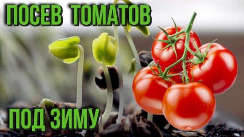 Come piantare i pomodori prima dell'inverno