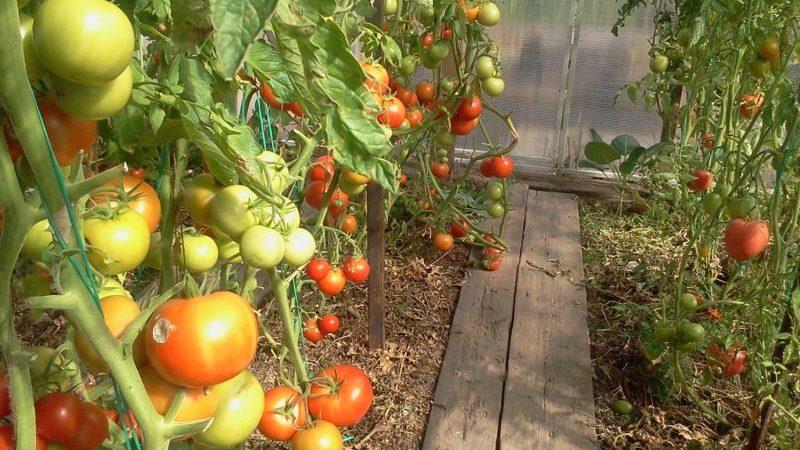 Com plantar tomàquets abans de l'hivern