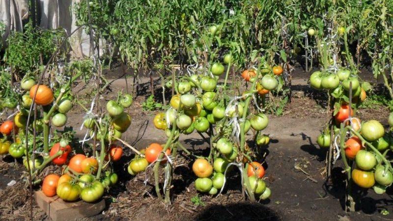 Com plantar tomàquets abans de l'hivern