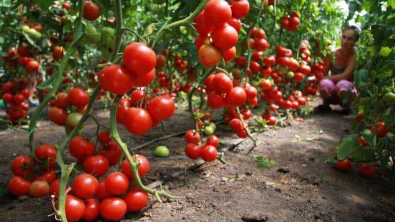 How to plant tomatoes before winter