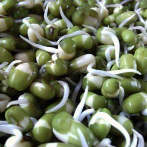 A practical guide on the topic How to germinate peas from experienced gardeners