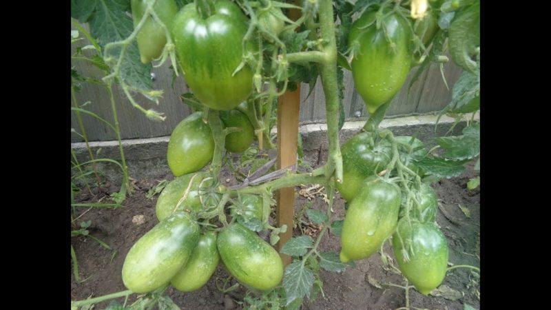 So pflegt ein Tomaten-Petersilien-Gärtner