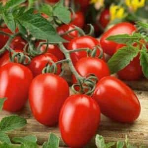 Comment choisir des tomates pour les semis