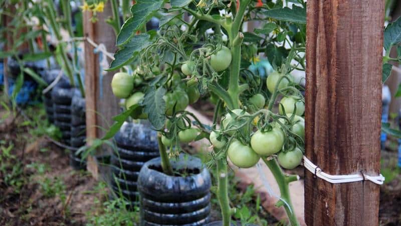 Hoe hoge tomaten te laten groeien en binden