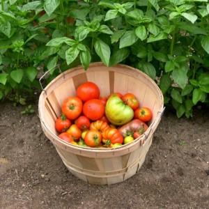 Como cultivar tomates Klusha