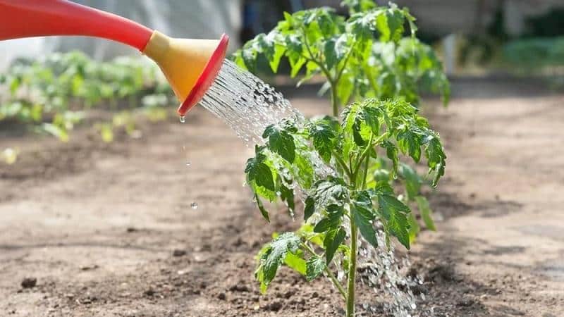 Cómo cultivar tomates dulces