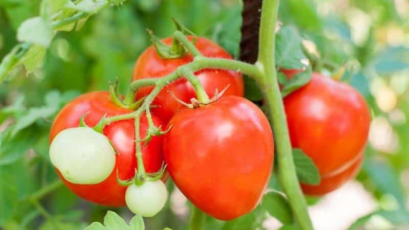 Cómo cultivar tomates dulces