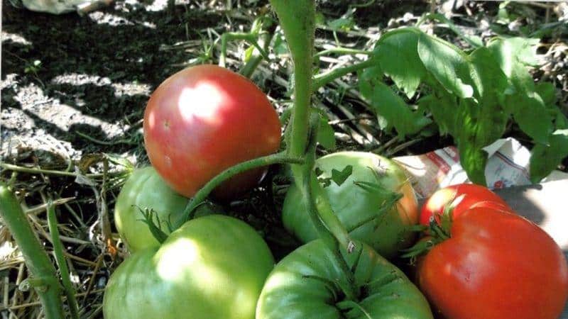 Bagaimana untuk menanam tomato Gajah Hitam