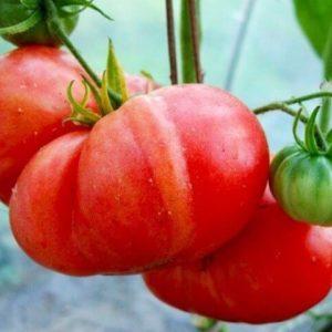 Wie man Red Giant-Tomaten anbaut