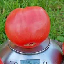 Comment cultiver la tomate Red Giant