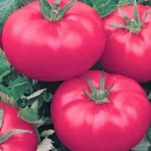 Wie man Red Giant-Tomaten anbaut