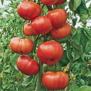 Comment cultiver la tomate Red Giant