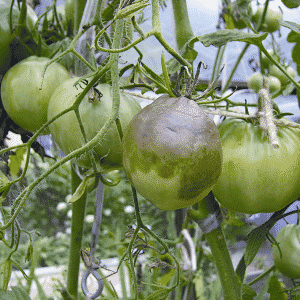 Come coltivare un pomodoro cachi sul tuo terreno: trucchi e consigli utili da giardinieri esperti