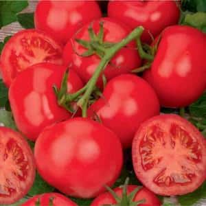 Varieti tomato yang tumbuh rendah manakah yang paling produktif?