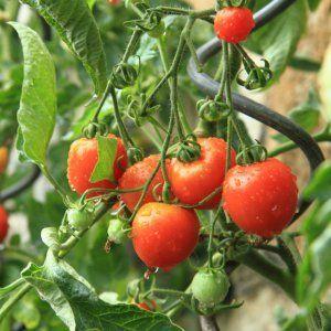 Quelles variétés de tomates à croissance basse sont les plus productives ?