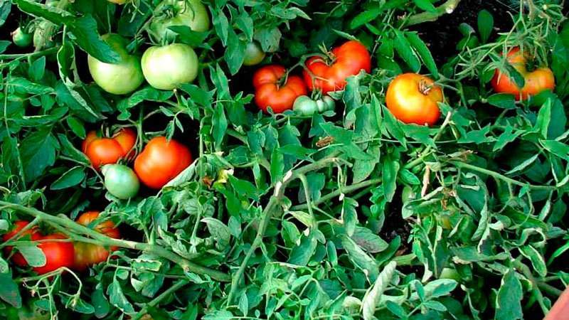 ¿Qué semillas de tomate dan una buena cosecha en campo abierto?