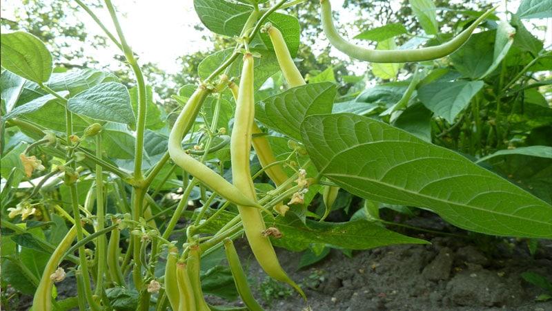 Que feijão verde cultivar: variedades que não vão deixar ninguém indiferente