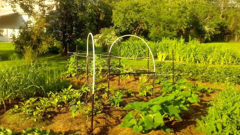 Que feijão verde cultivar: variedades que não vão deixar ninguém indiferente