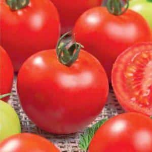 Tomates Caperucita Roja, populares entre los residentes de verano: descripción de la variedad e instrucciones para cultivarlos usted mismo