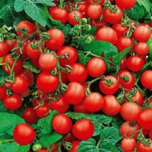 Pomodori di Cappuccetto Rosso, apprezzati dai residenti estivi: descrizione della varietà e istruzioni per coltivarla da soli