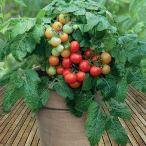 Tomates Caperucita Roja, populares entre los residentes de verano: descripción de la variedad e instrucciones para cultivarlos usted mismo