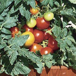 Red Riding Hood tomatoes, popular among summer residents: description of the variety and instructions for growing it yourself