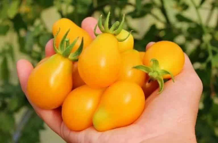 Die 25 süßesten Tomatensorten und Tipps zu deren Auswahl für jeden Gärtner