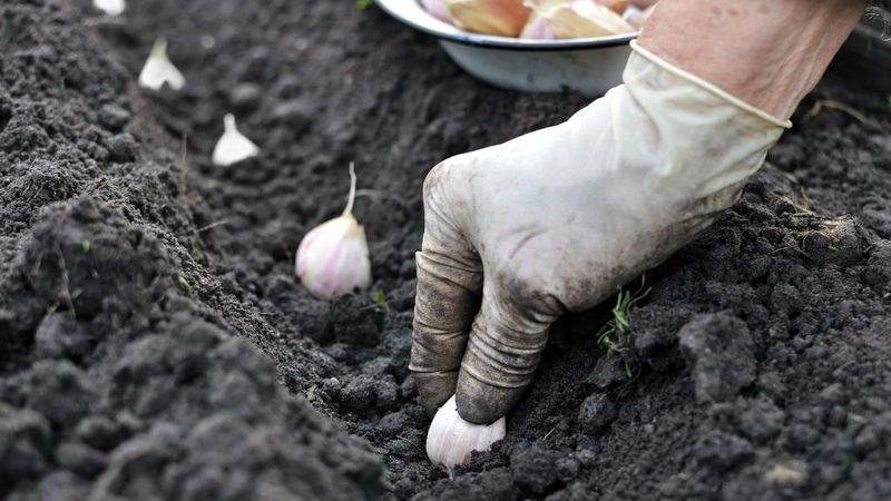 Ak neviete, ako zasadiť cesnak, nie je problém: naučíme vás, ukážeme vám a povieme vám všetky tajomstvá a jemnosti