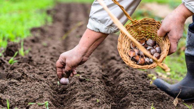 Wenn Sie nicht wissen, wie man Knoblauch anpflanzt, ist das kein Problem: Wir bringen es Ihnen bei, zeigen Ihnen und verraten Ihnen alle Geheimnisse und Feinheiten