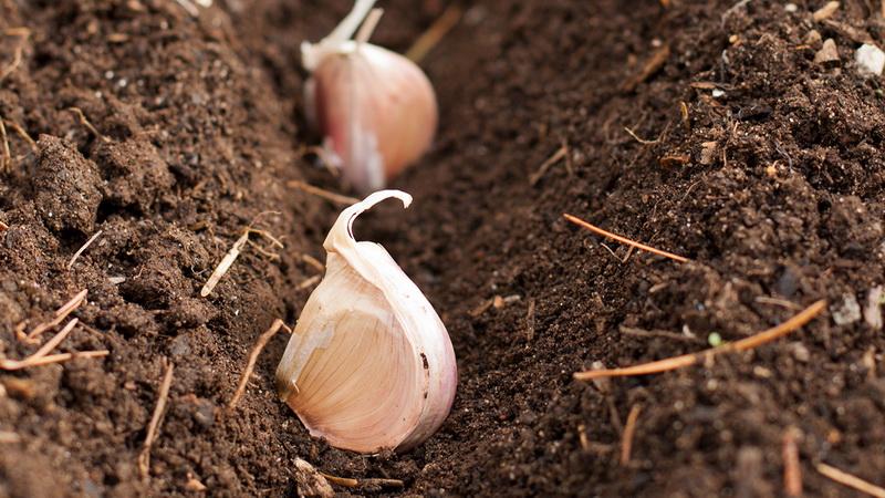 Wenn Sie nicht wissen, wie man Knoblauch anpflanzt, ist das kein Problem: Wir bringen es Ihnen bei, zeigen Ihnen und verraten Ihnen alle Geheimnisse und Feinheiten