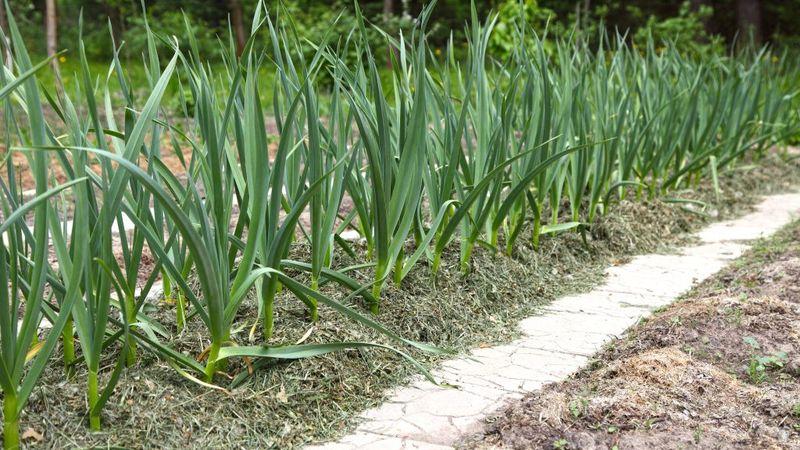 Wenn Sie nicht wissen, wie man Knoblauch anpflanzt, ist das kein Problem: Wir bringen es Ihnen bei, zeigen Ihnen und verraten Ihnen alle Geheimnisse und Feinheiten