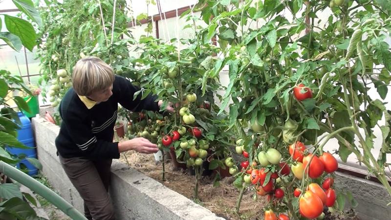 An unusual and aesthetic variety of tomato Black Baron - easy to grow and pleasing with an abundance of harvest