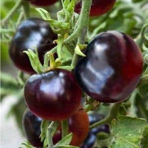 An unusual and aesthetic variety of tomato Black Baron - easy to grow and pleasing with an abundance of harvest