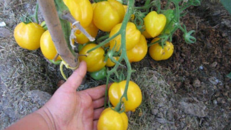 Personne ne sera indifférent à une tomate qui ressemble à un citron : la tomate merveille du monde et comment la cultiver