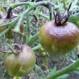 Caractéristiques de la technologie agricole de la variété Money Bag pour une meilleure récolte