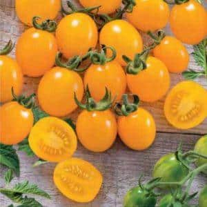 Pros and cons of the Ildi tomato