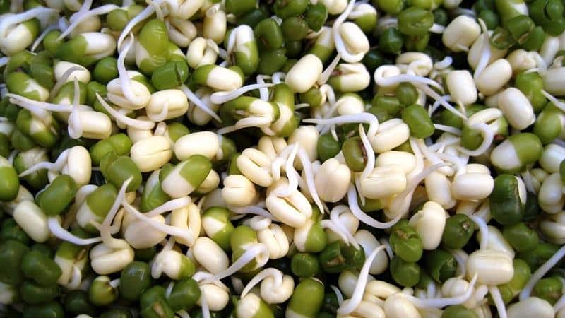 Obtenemos un almacén de vitaminas de los frijoles: cómo germinar frijoles en casa o cultivarlos en campo abierto.