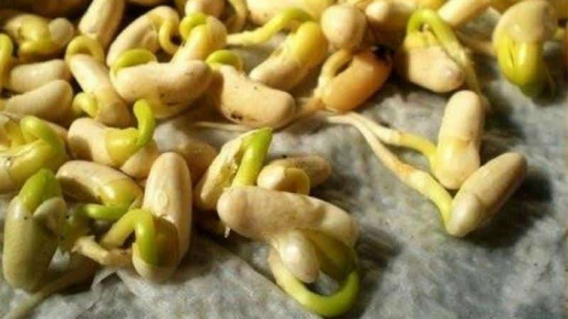 Obtenemos un almacén de vitaminas de los frijoles: cómo germinar frijoles en casa o cultivarlos en campo abierto.