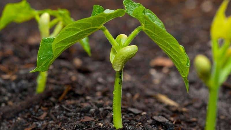 Obtenemos un almacén de vitaminas de los frijoles: cómo germinar frijoles en casa o cultivarlos en campo abierto.