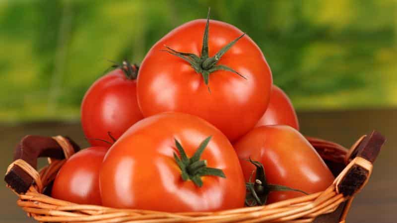 Secretos de plantar y cuidar tomates.