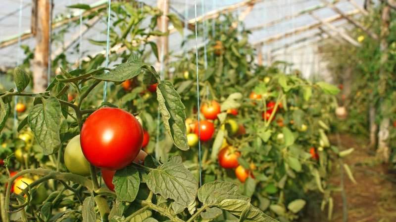 Secretos de plantar y cuidar tomates.